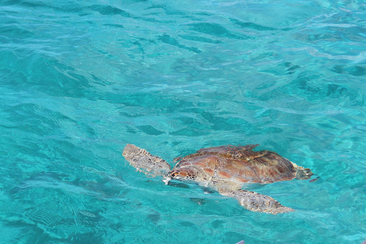 Protección de los Arrecifes de Coral en el Caribe: Iniciativas de Conservación Marina